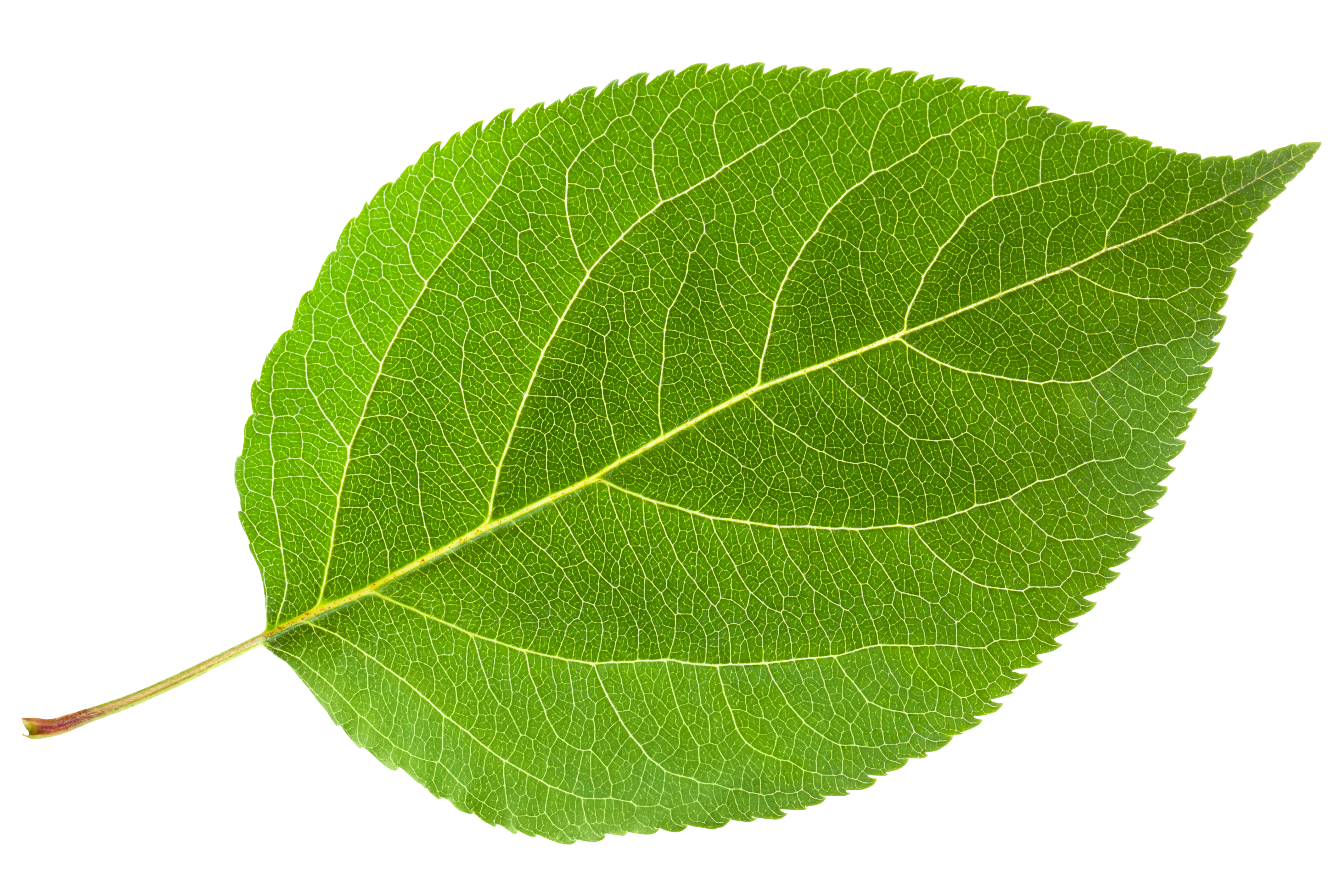 leaf png