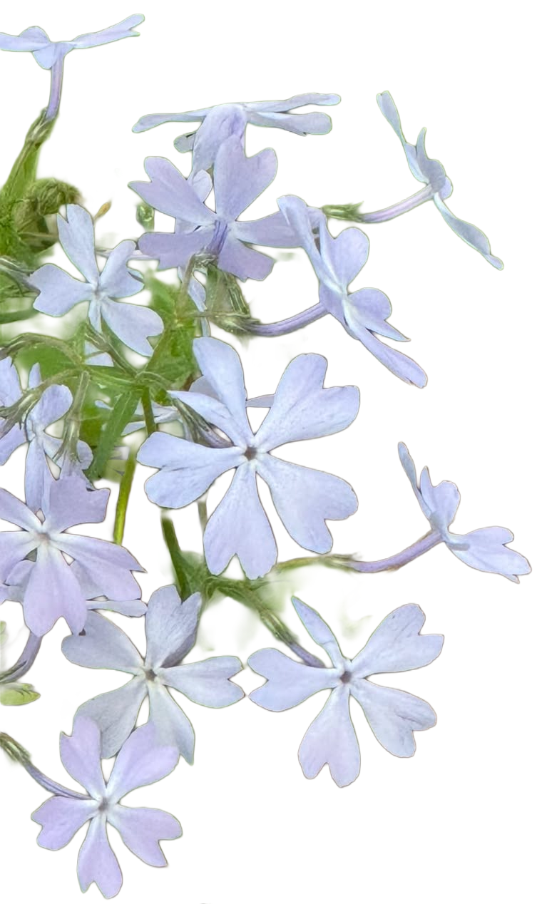 white-flowers png